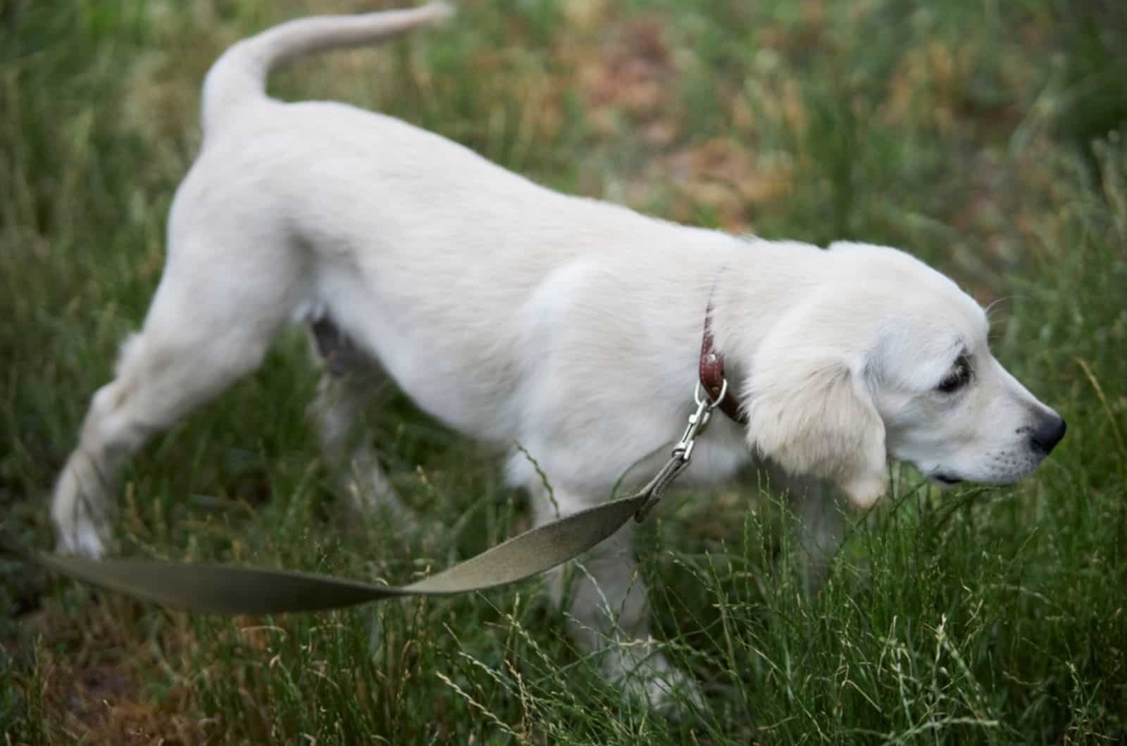 golden retriever sniffing around while walking