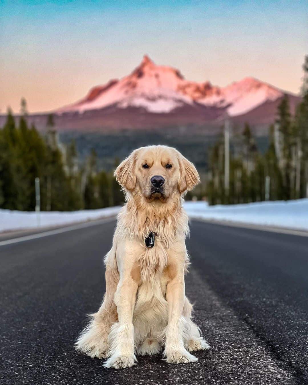 golden Retriever standing on road looking at camera