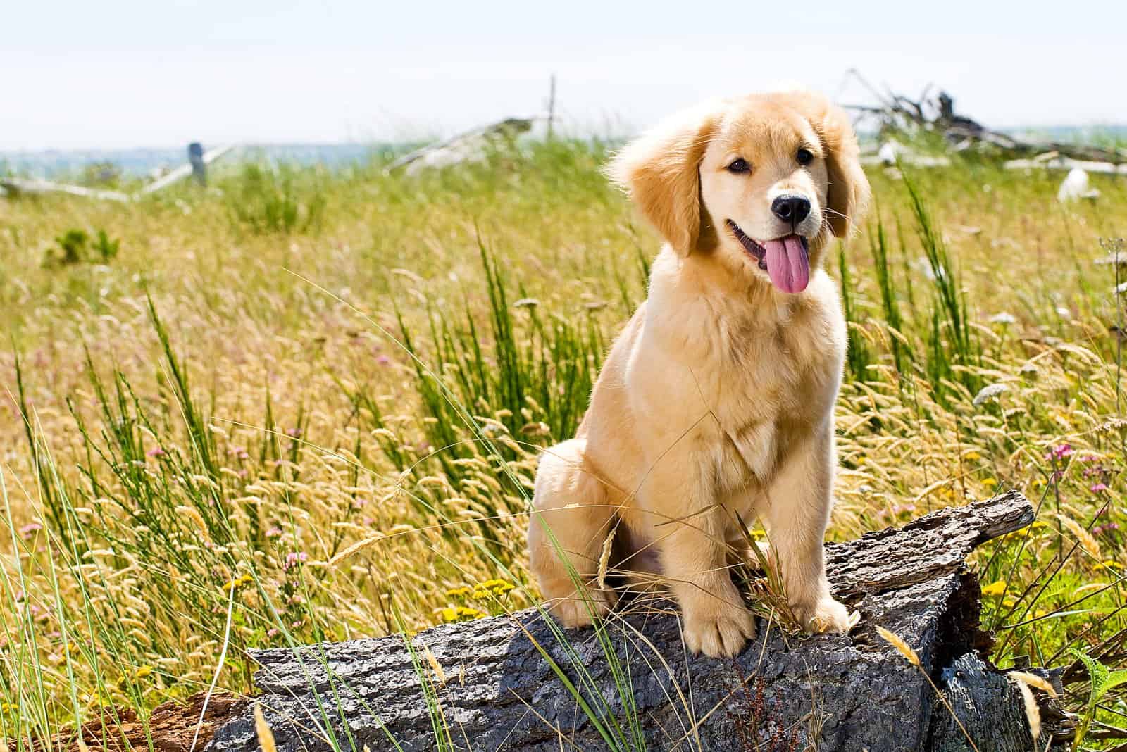 golden retriever standing outdoor on the piece of wood