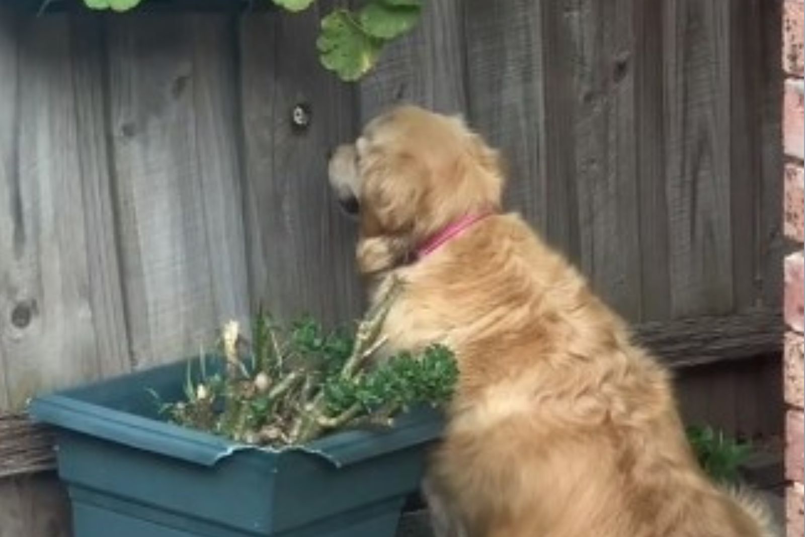 golden retriever starring at the fence