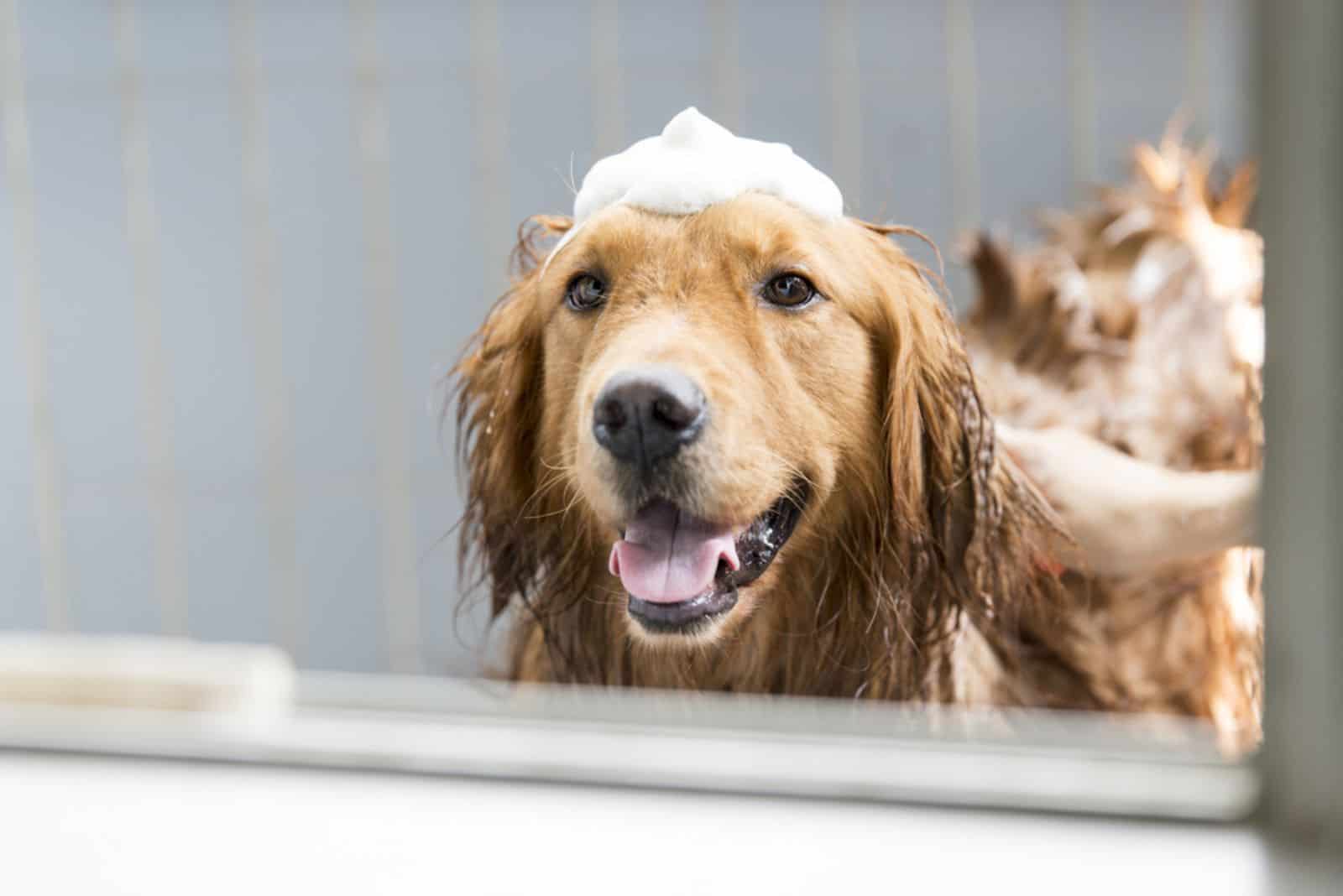 golden retriever taking a bath in bathtub