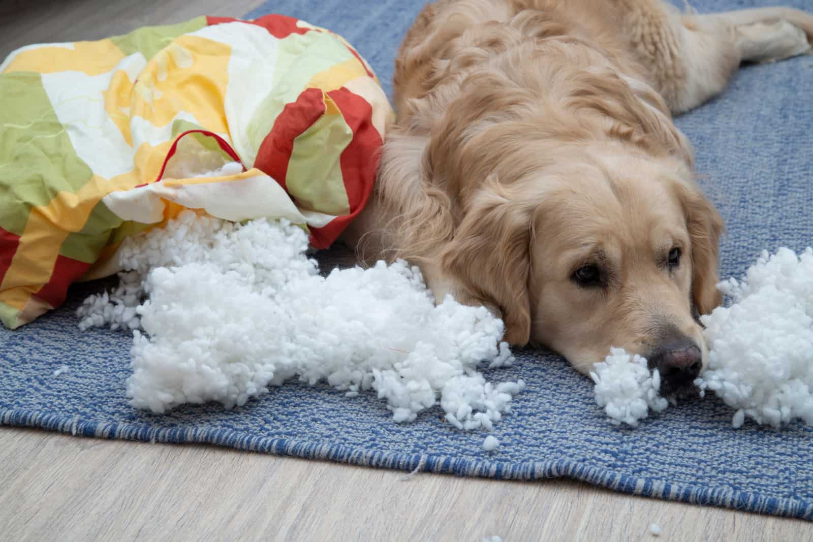 Golden retriever tore the furniture of the house