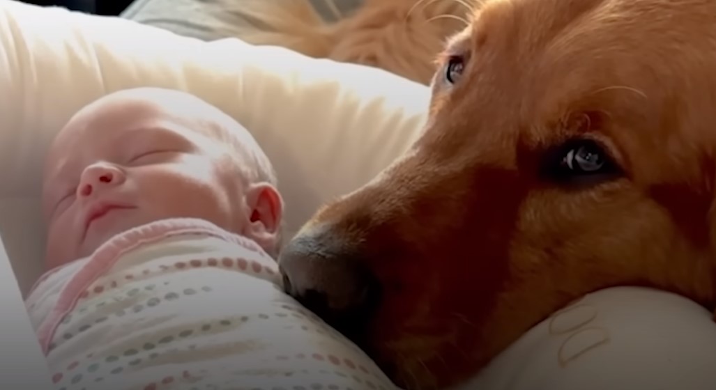 golden retriever watching the newborn baby