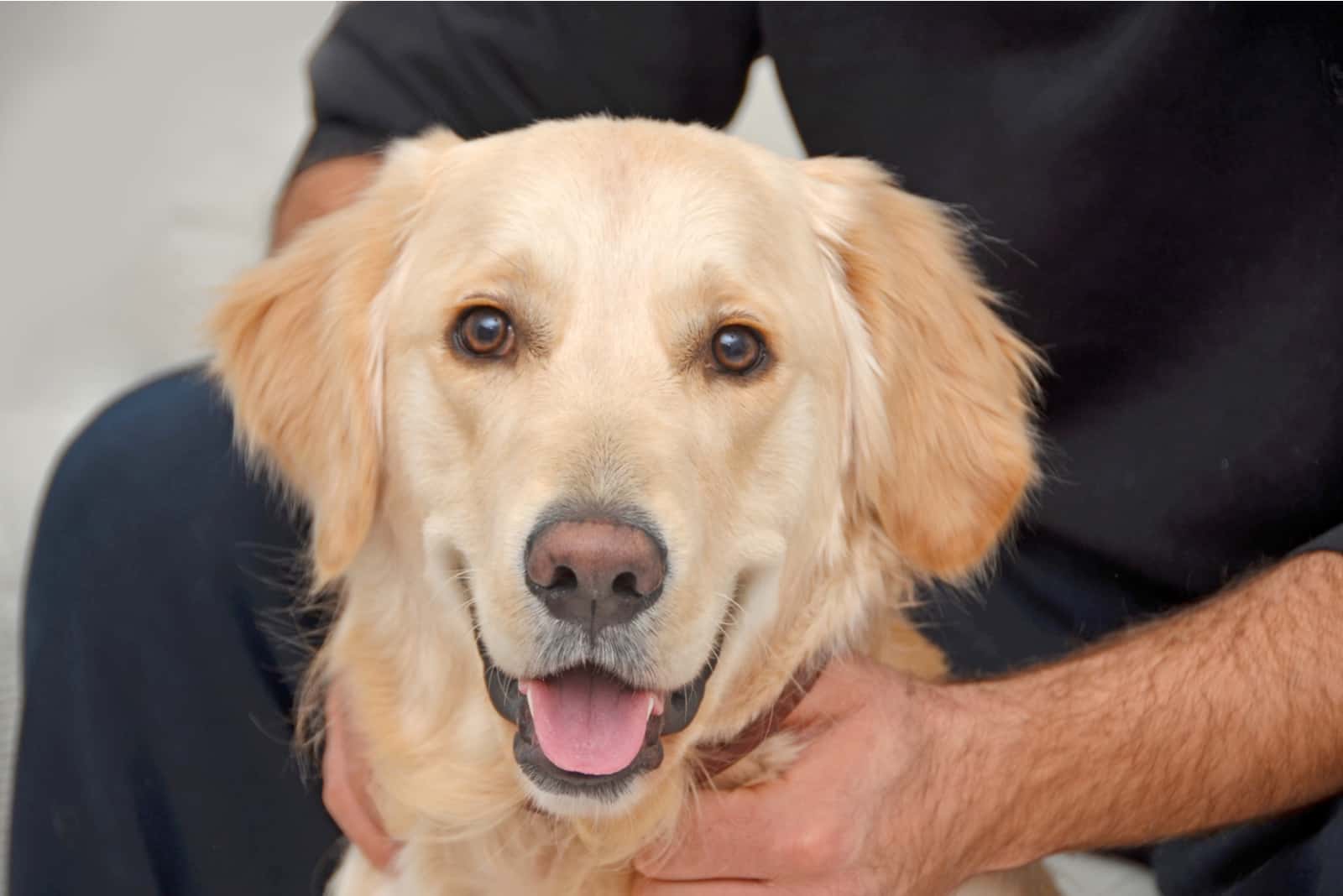 Golden retriever with his owner