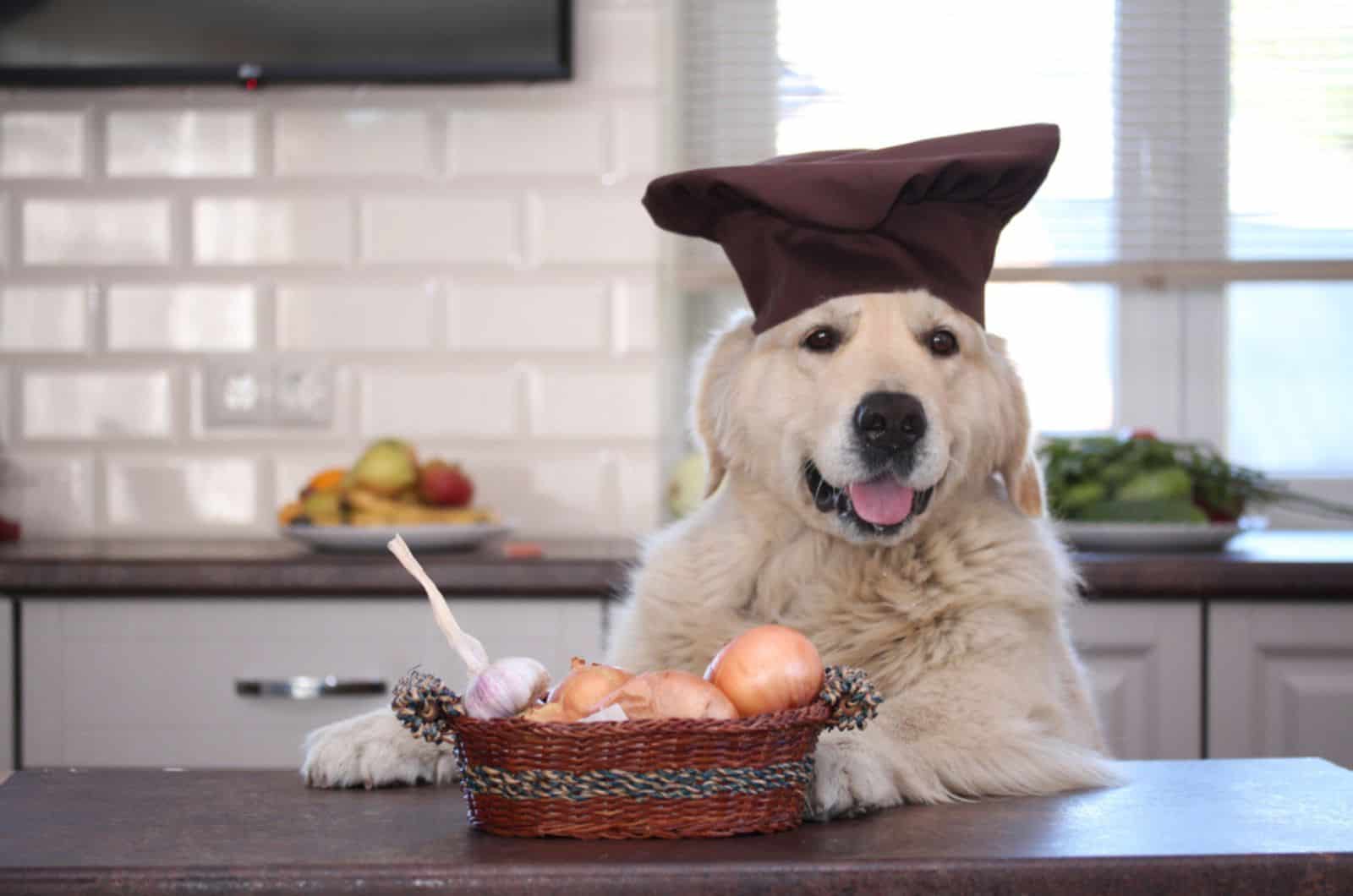 golden retriever with willow basket with onions and garlics