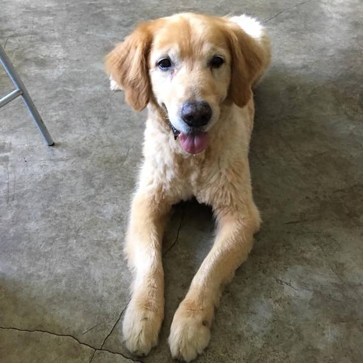 Golden Retrievers lie on the floor