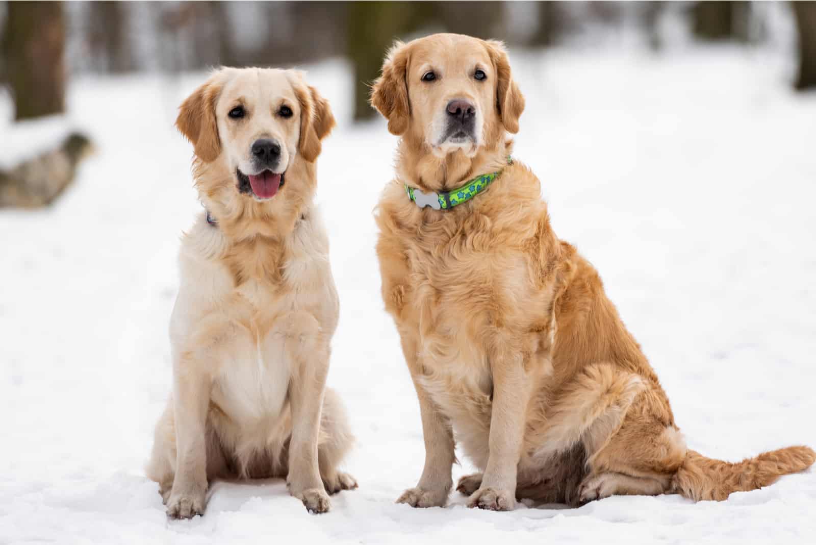 Golden Retrievers sitting on snow