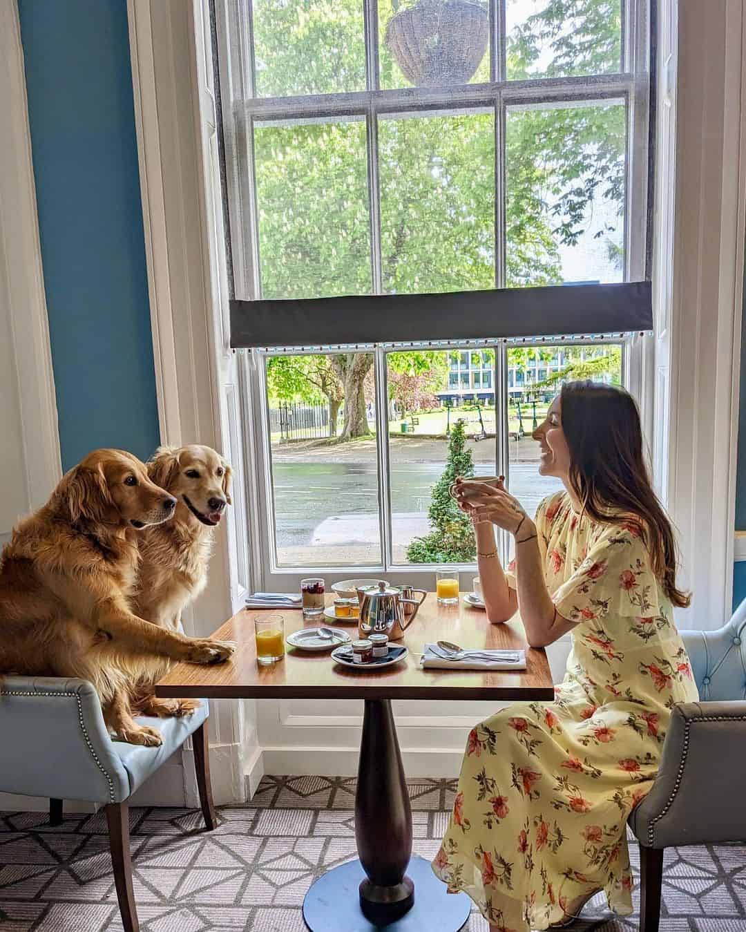 golden retrievers sitting with their owner at breakfast table