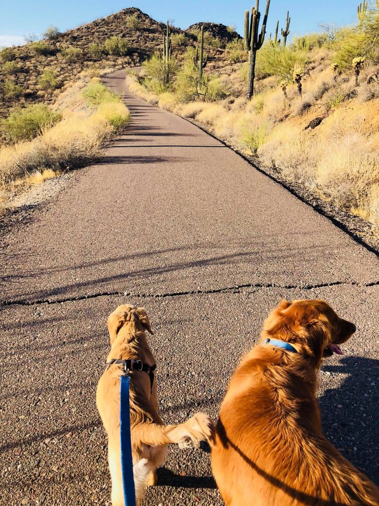 golden retrievers walk down the street on leashes