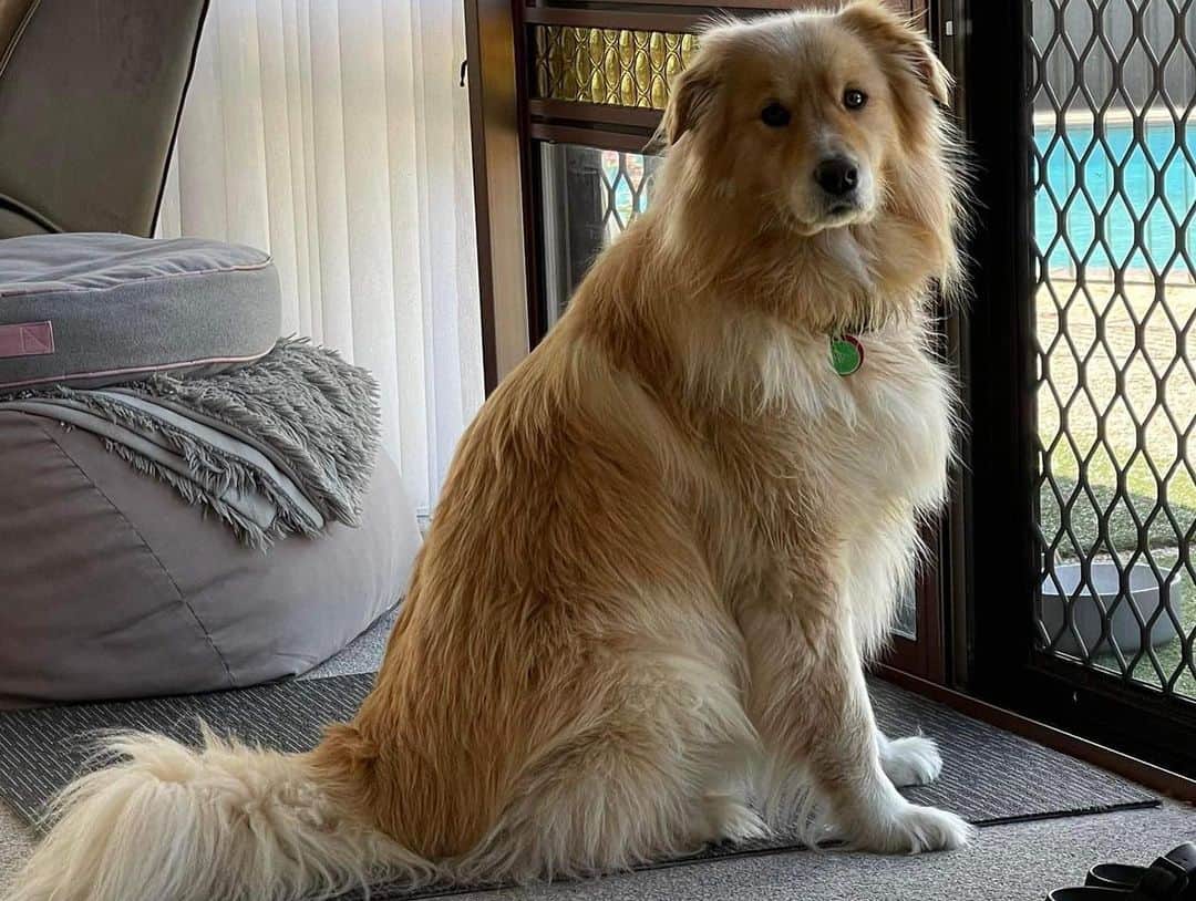 Golden Sammy is sitting by the window