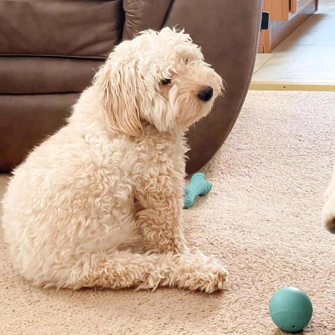 Goldendoodle at home