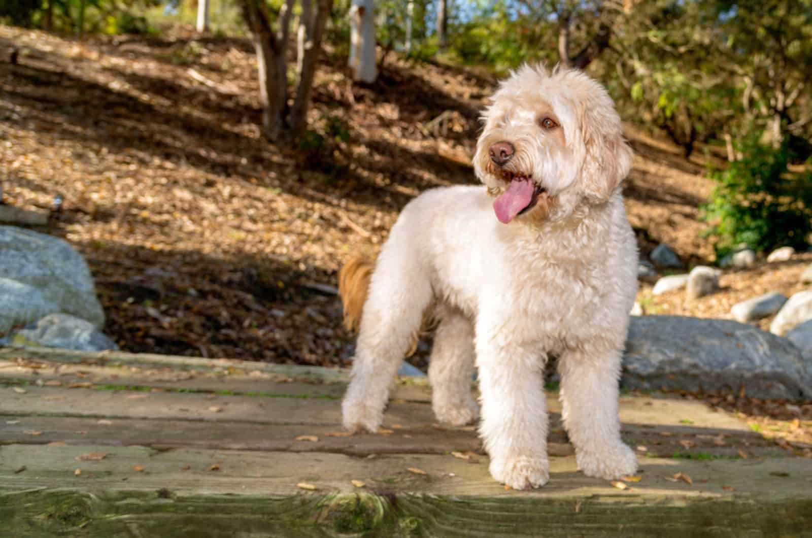 goldendoodle dog in the park