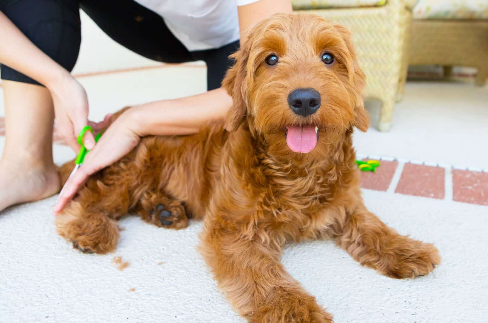 Goldendoodle getting a haircut