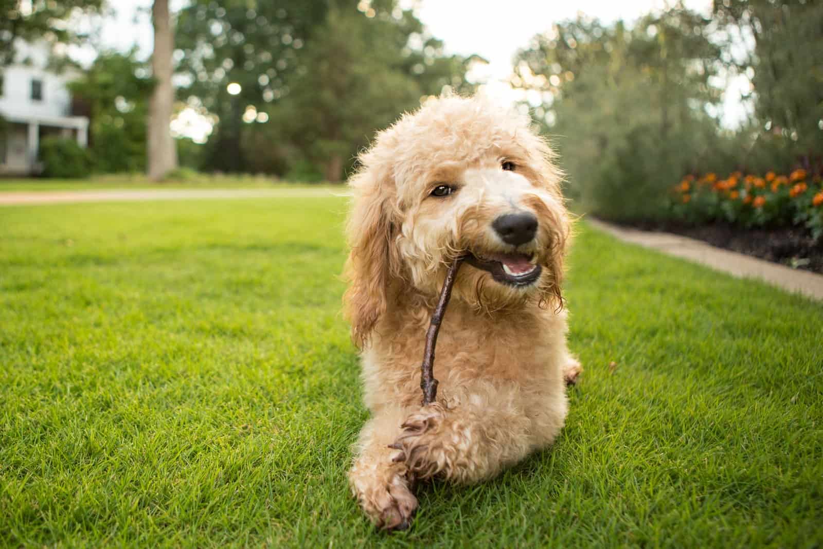 Goldendoodle is played with wood