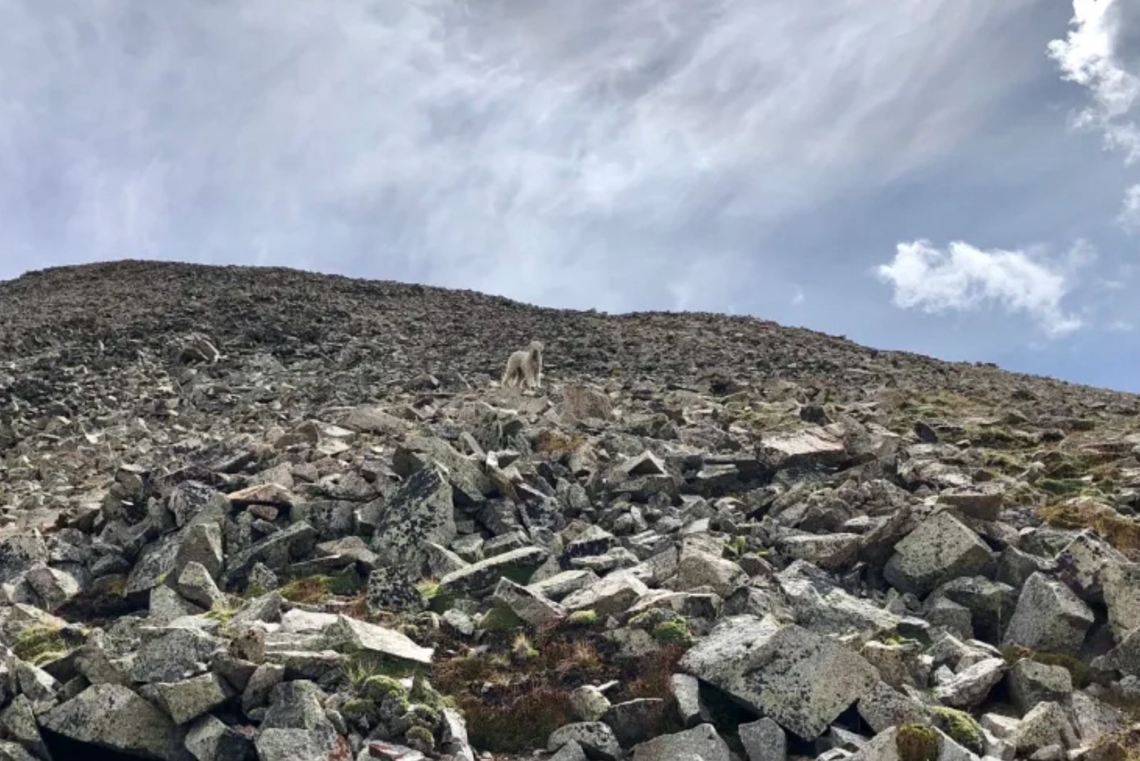 goldendoodle is standing on a hill