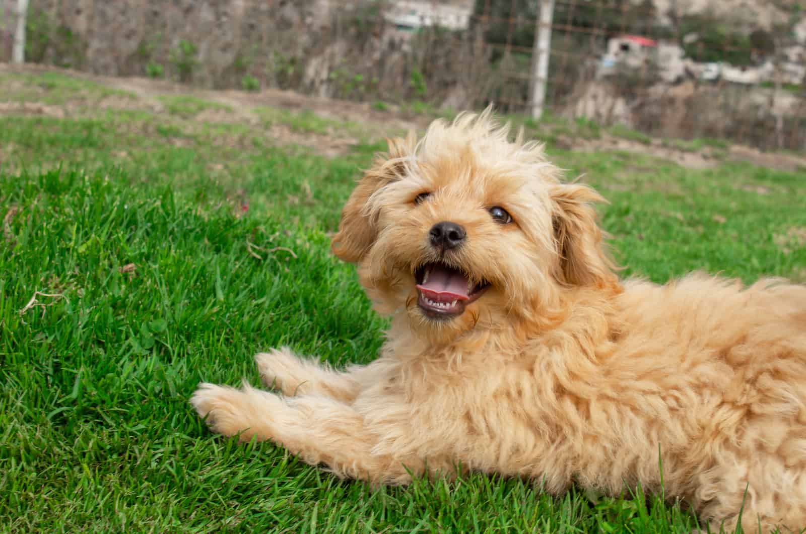 Goldendoodle lies down and rests