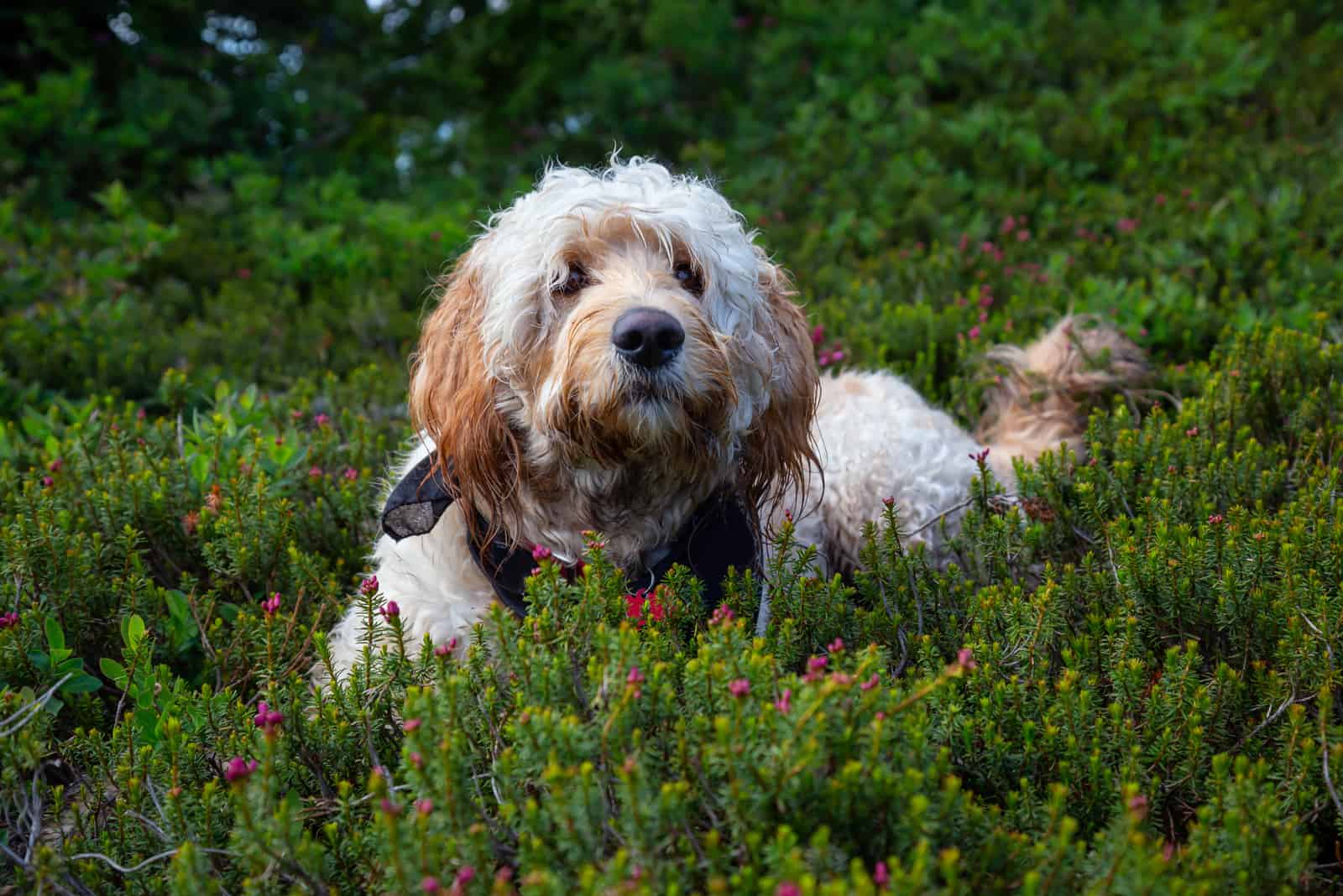 goldendoodle lies in the grass in the wild