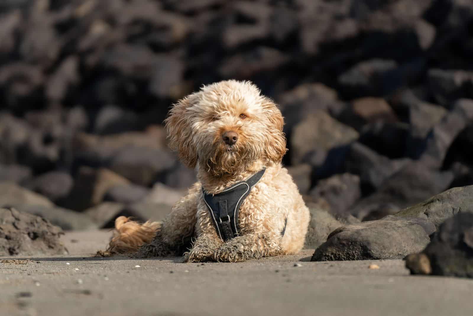 Goldendoodle lies on a stone slab