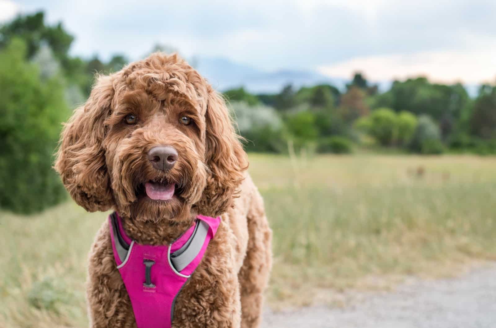 Goldendoodle looking at camera