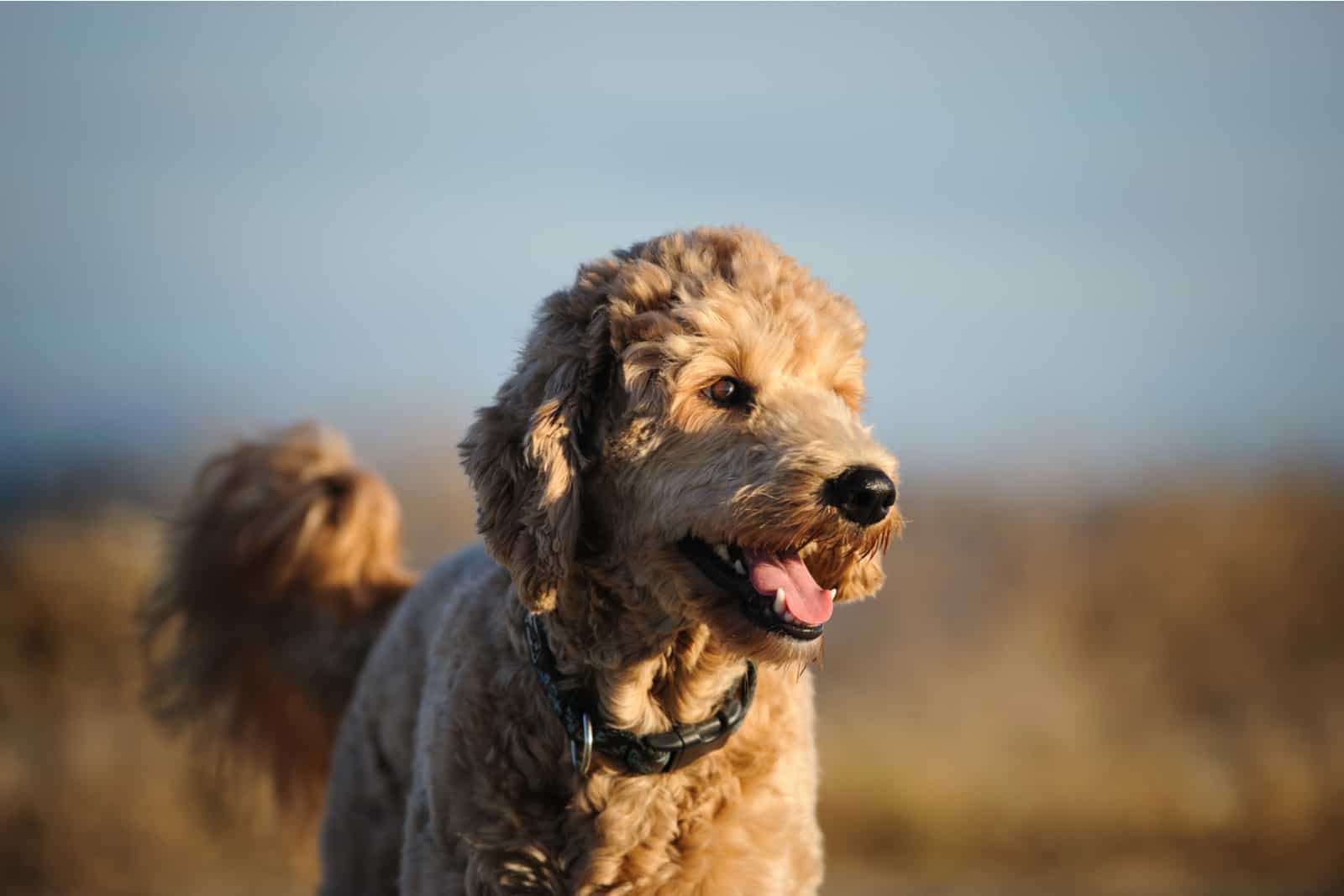 goldendoodle looking away