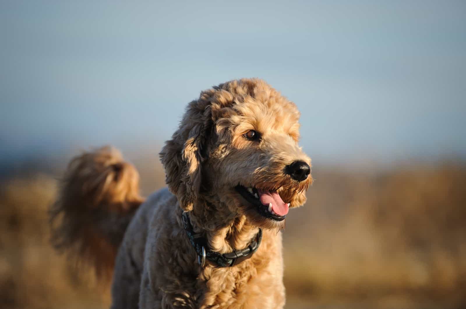 Goldendoodle looking into sunset