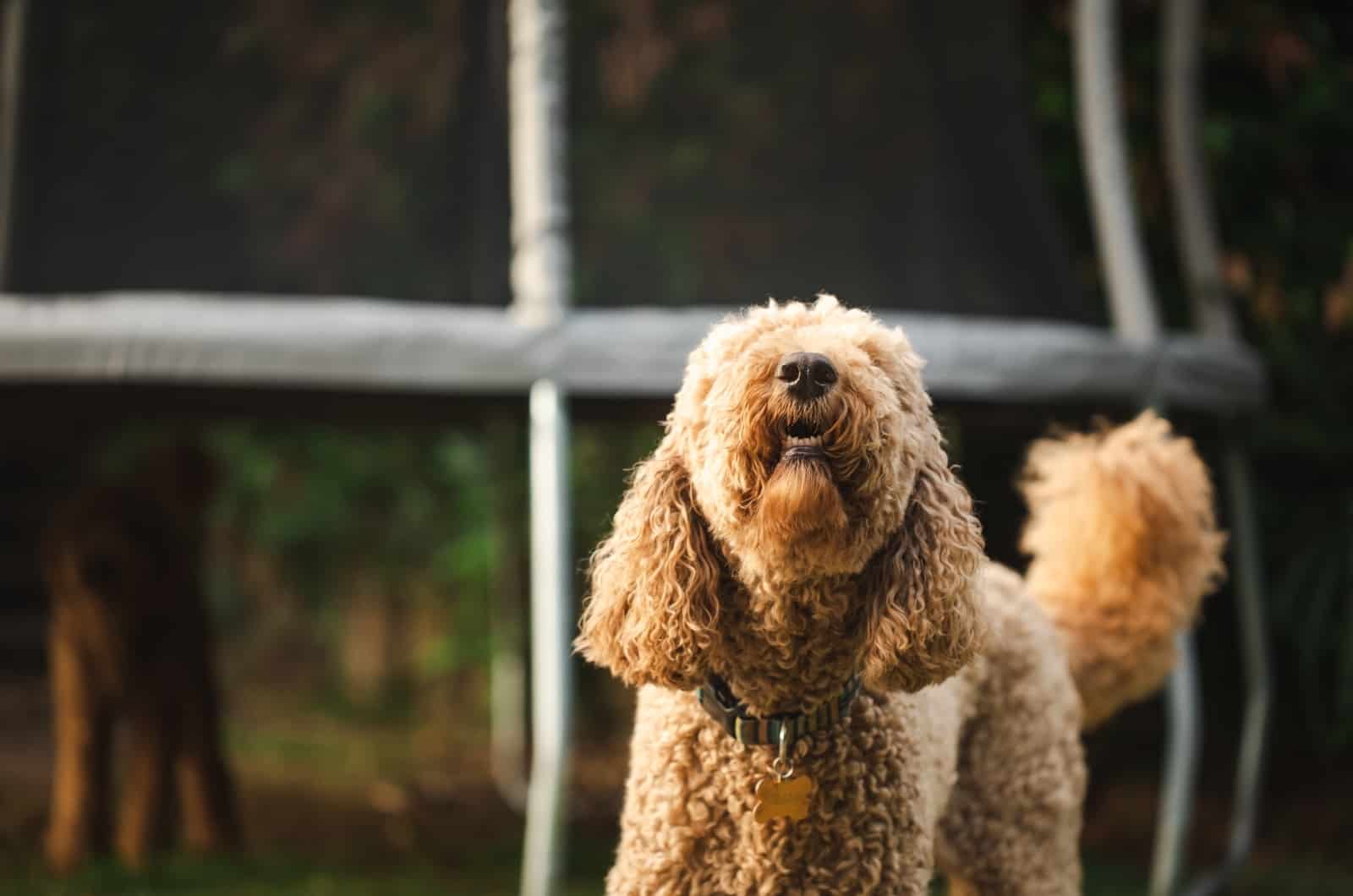 Goldendoodle looking up