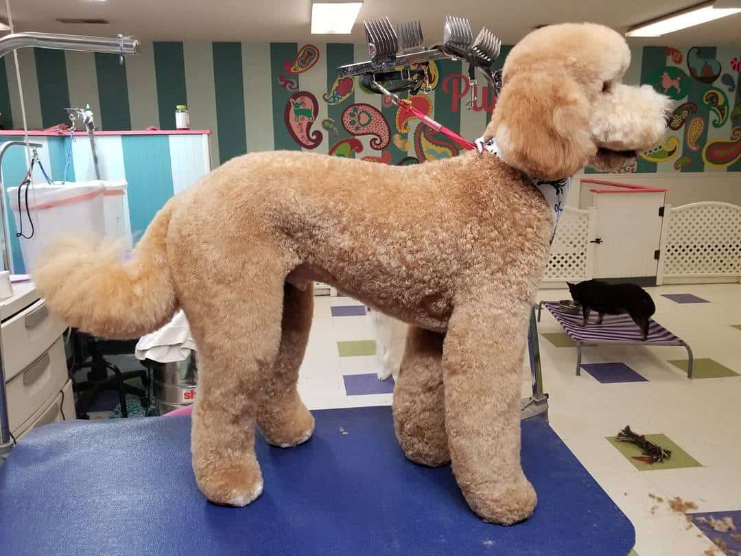 Goldendoodle Poodle Cut