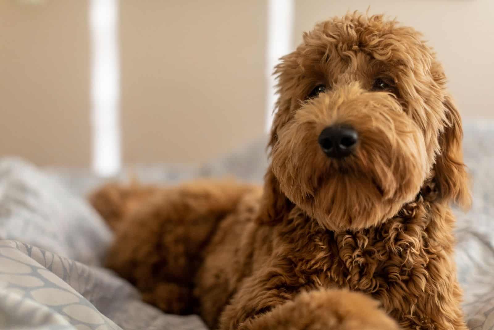 goldendoodle portrait lying down in bed inside bedroom