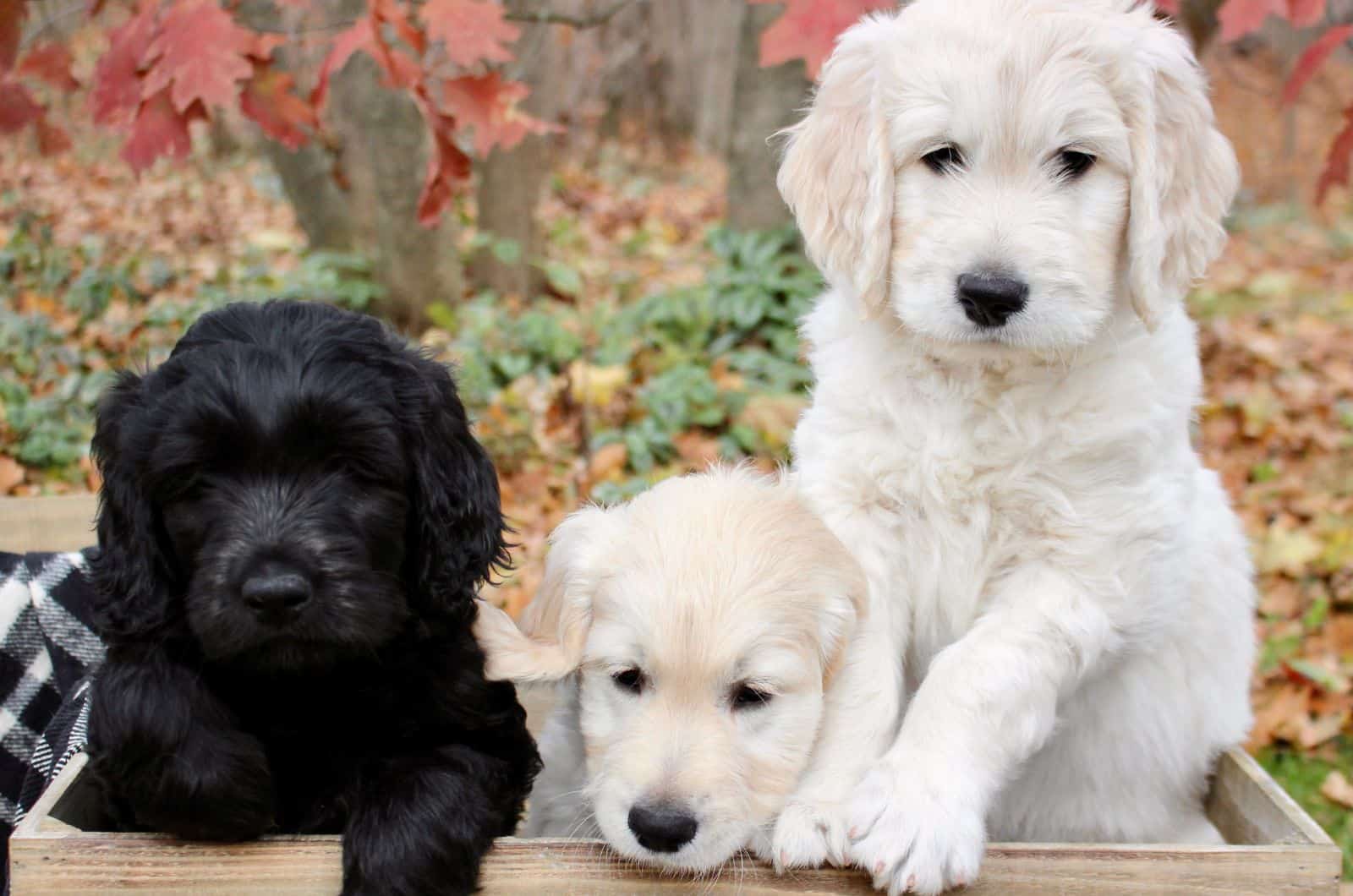 Goldendoodle puppies