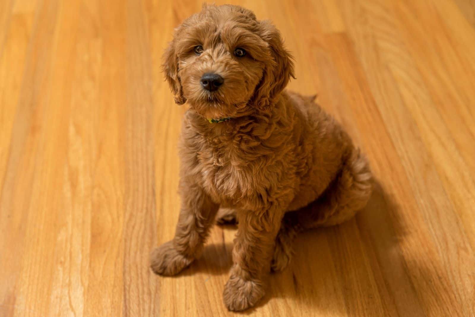 goldendoodle puppy sitting on hardwood floor