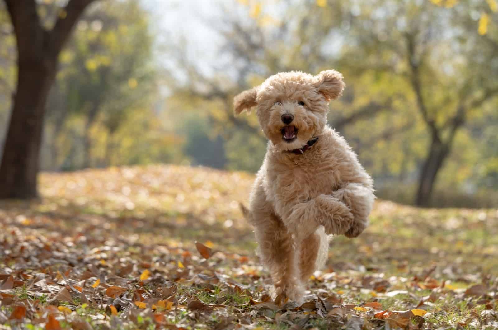 Goldendoodle running in park