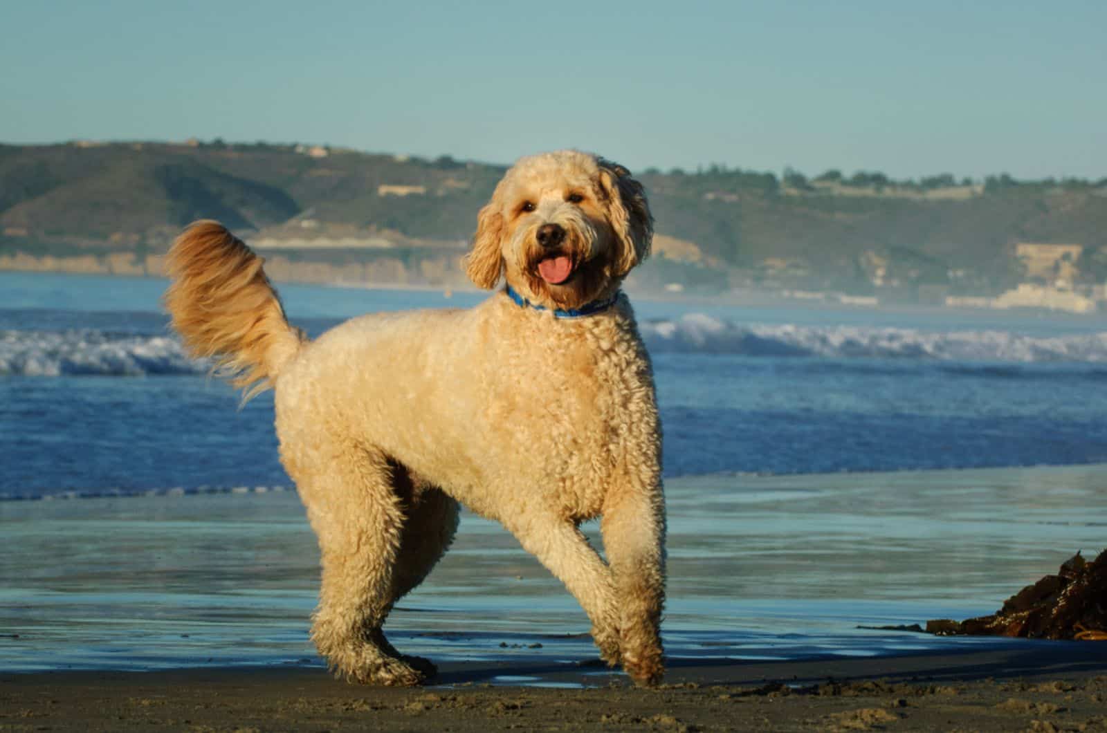 goldendoodle running on the beach near the ocean