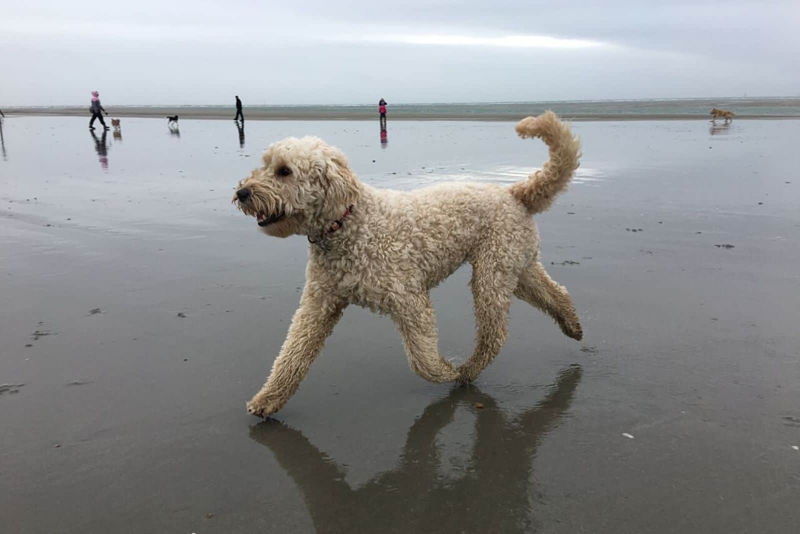 goldendoodle runs along the beach