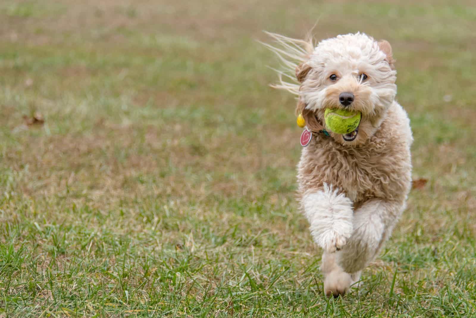 Goldendoodle runs with a ball in its mouth