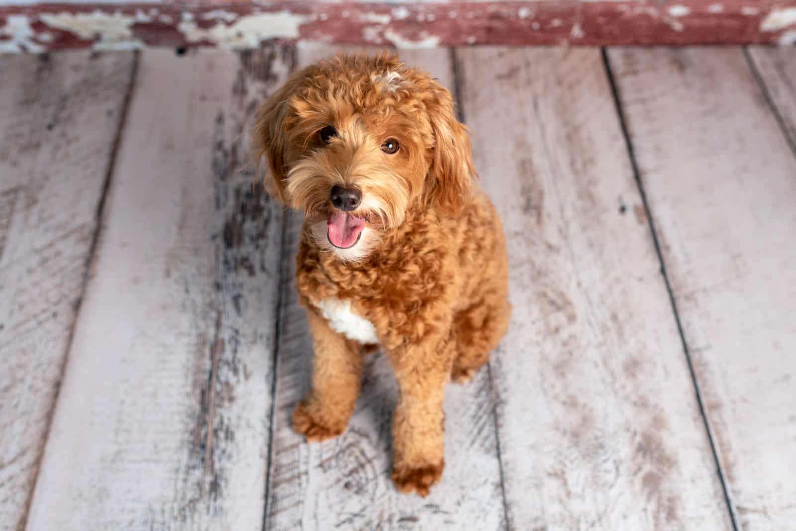 Goldendoodle sits on a wooden base