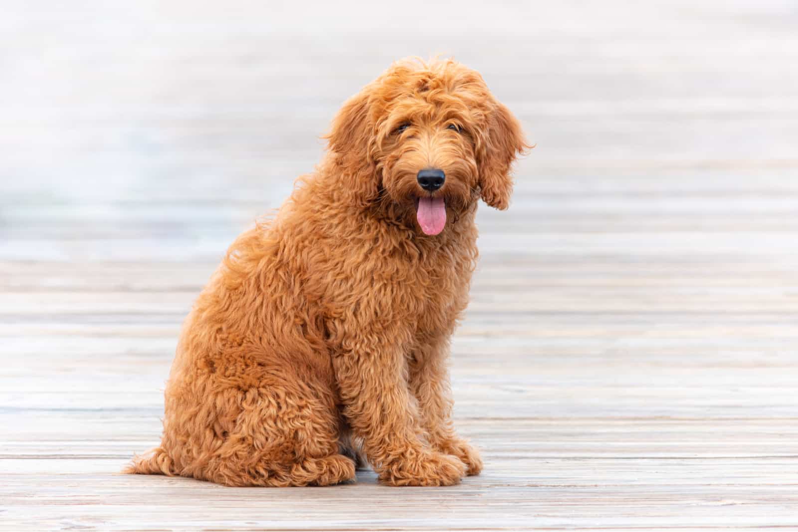 goldendoodle sitting and looking at camera