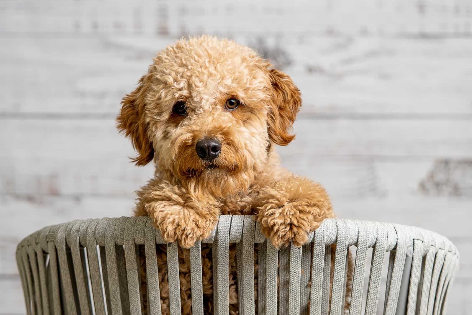 goldendoodle sitting in basket