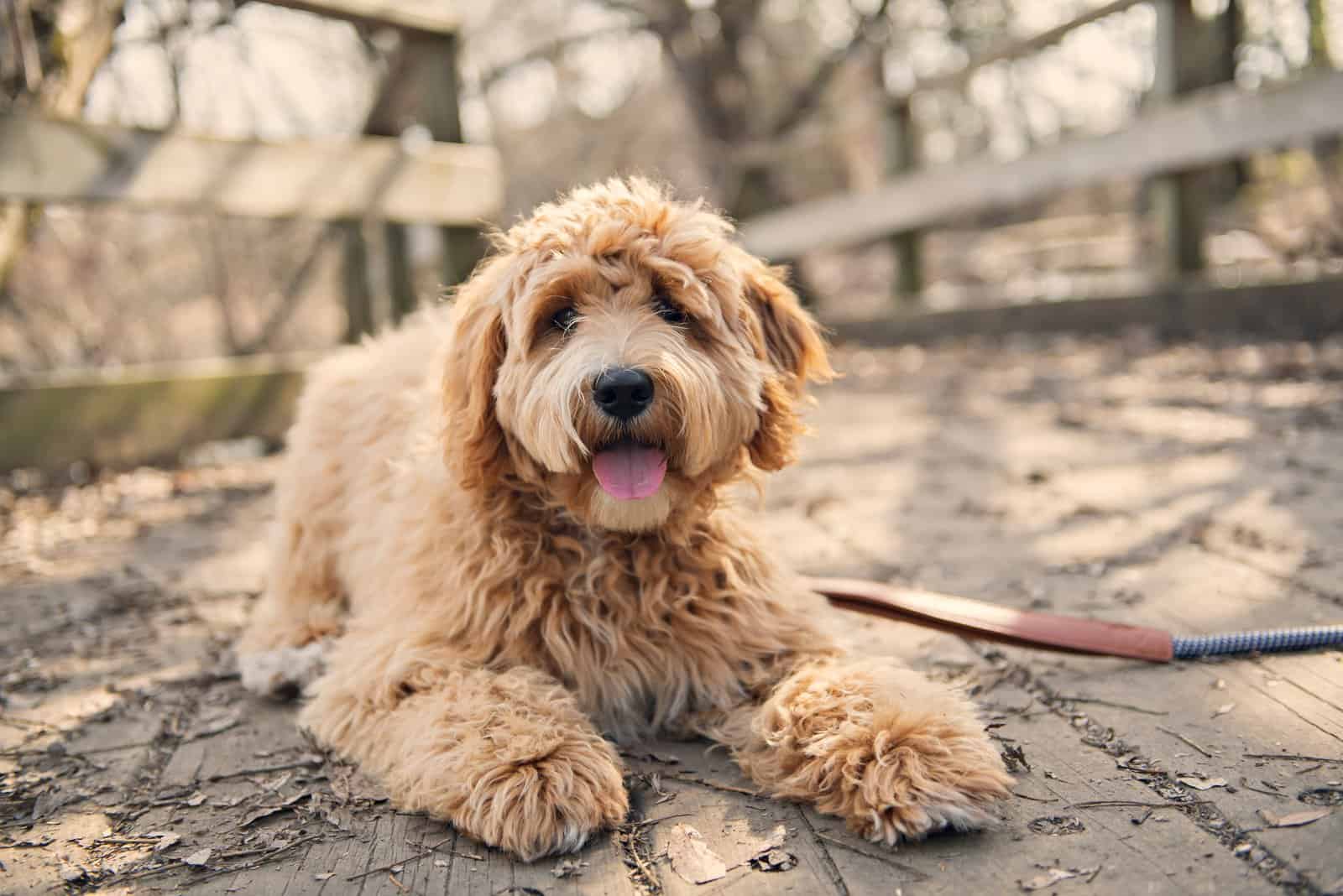 goldendoodle sitting on dock