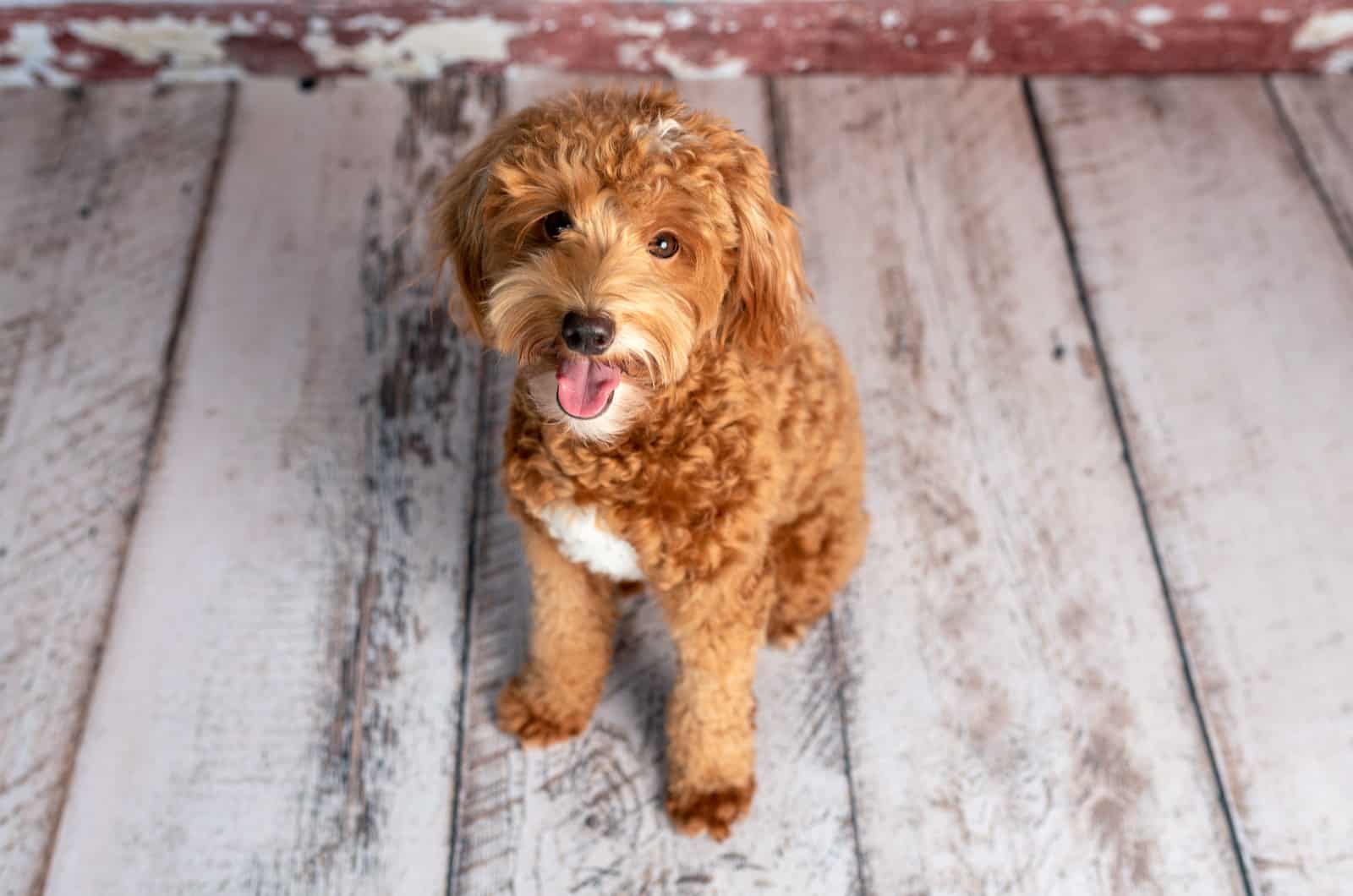 goldendoodle sitting on floor