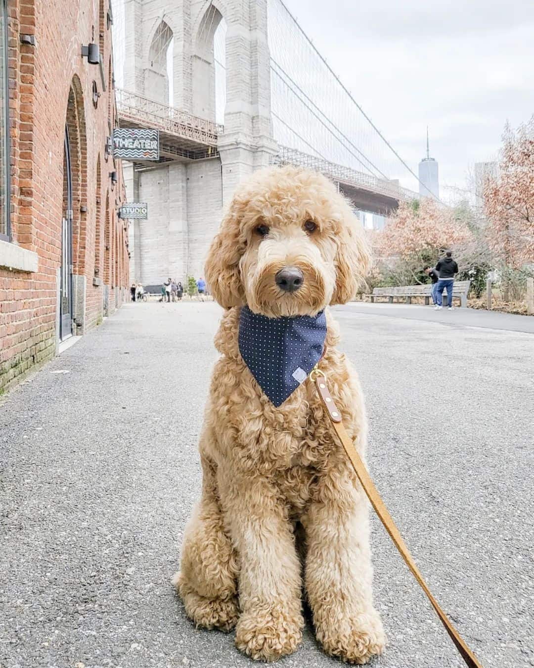 goldendoodle sitting on street