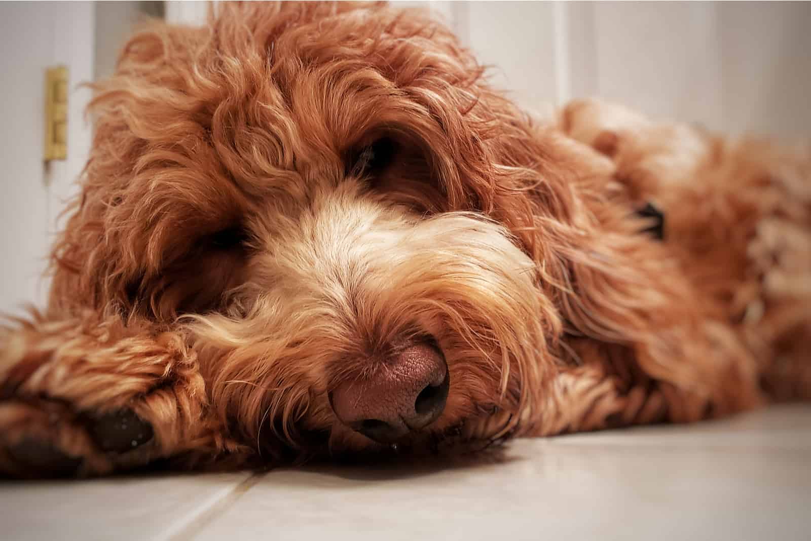 goldendoodle sleeping on floor