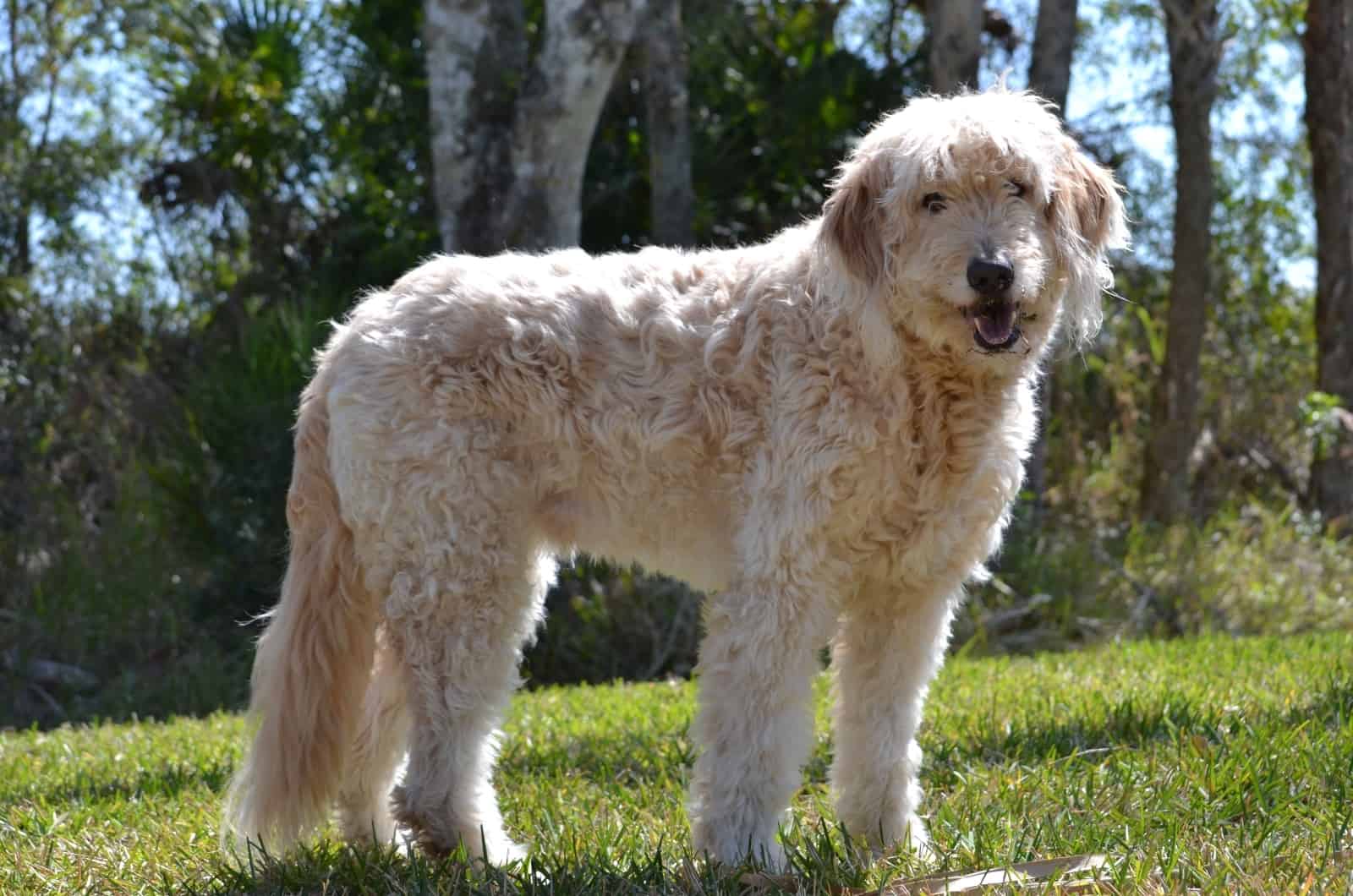 Goldendoodle standing on grass