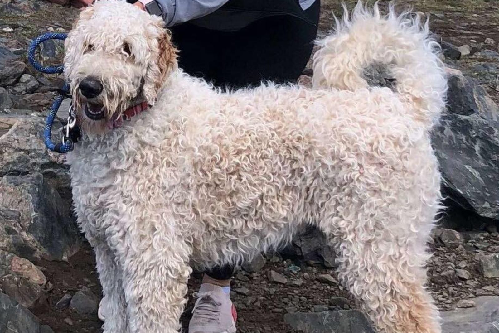 Goldendoodle stands on a leash