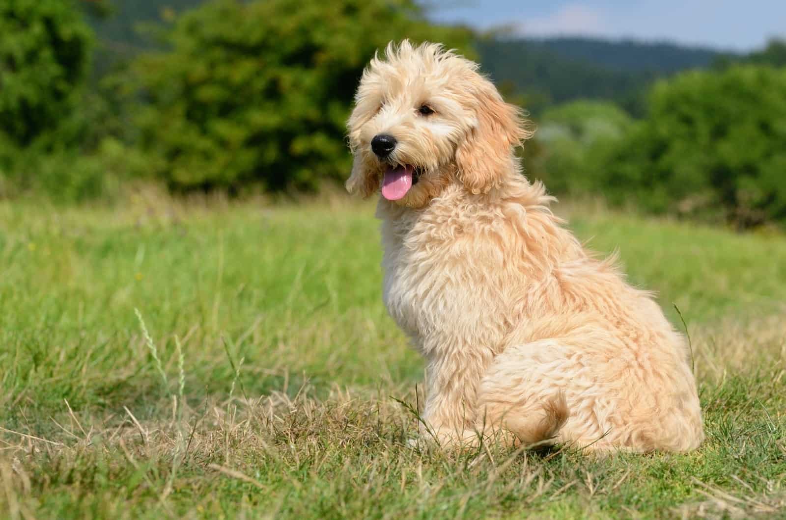 Goldendoodle Tail Docking – Mutilation For Fashion?