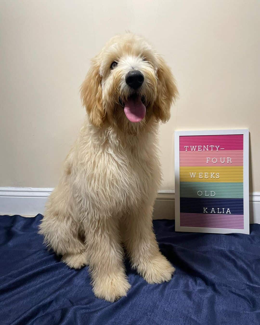 goldendoodle with straight hair