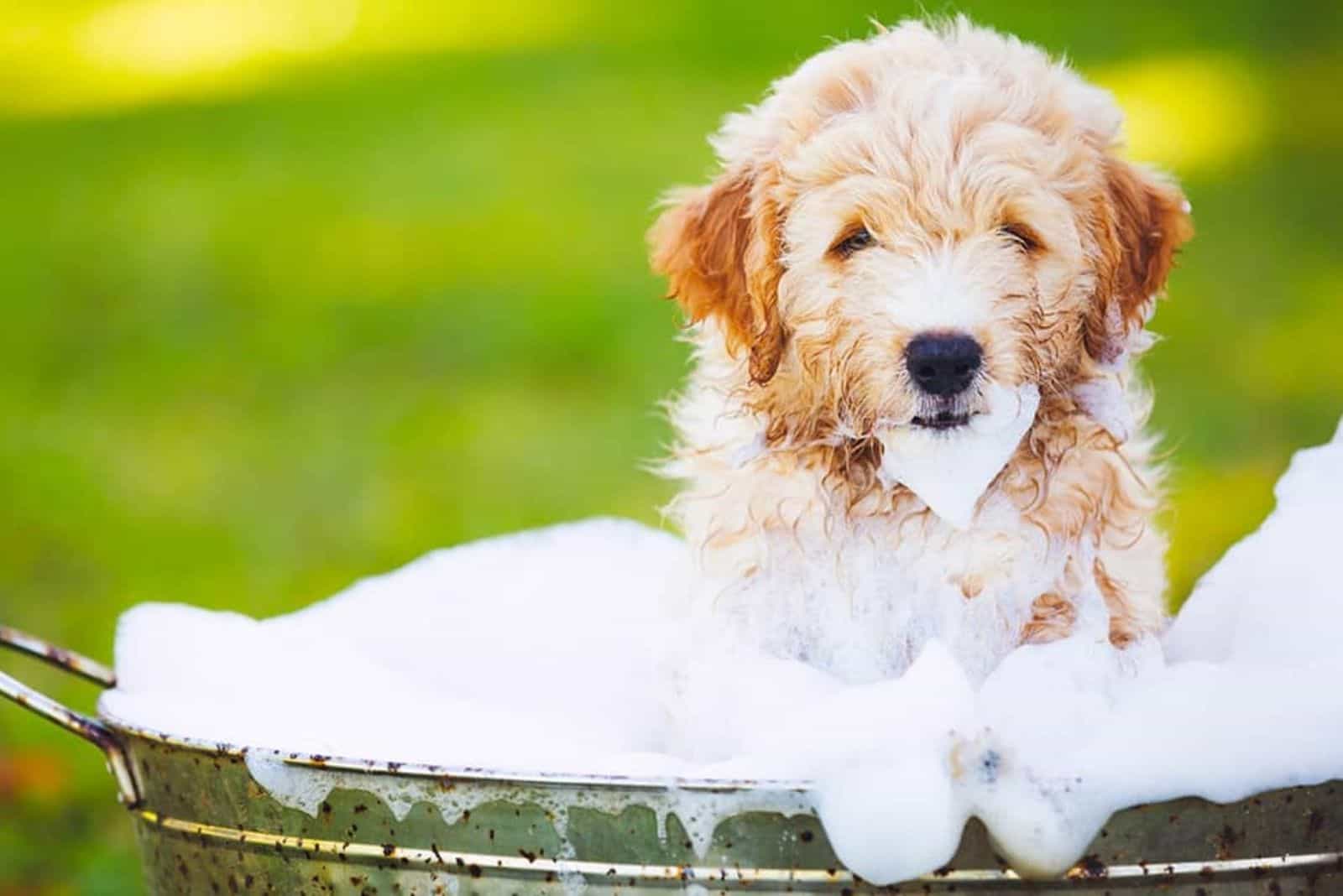 Goldendoodles in a bucket full of foam