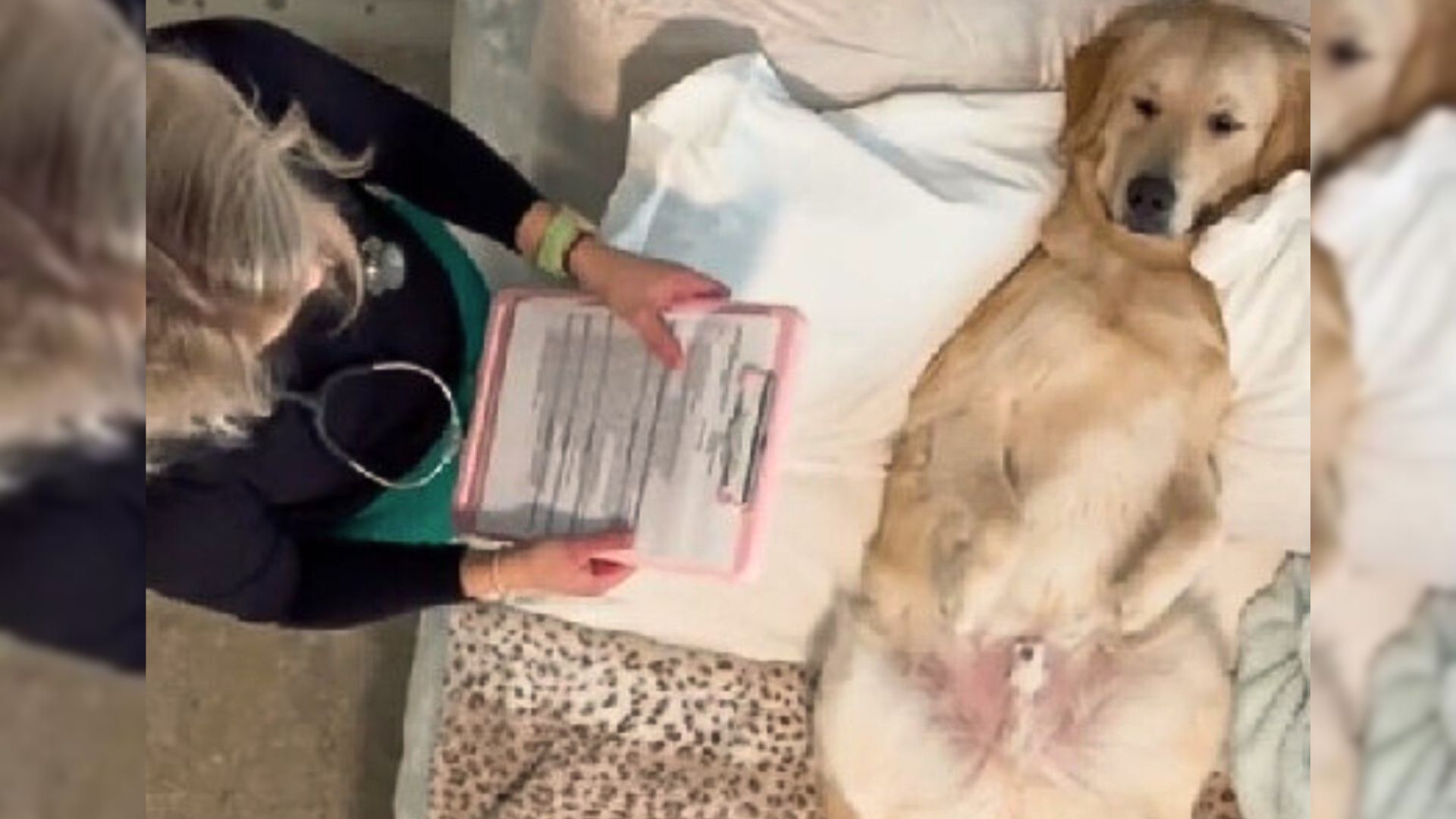 Goldie Lies Patiently As Owner Practices Her Nurse’s Assessment In The Cutest Video