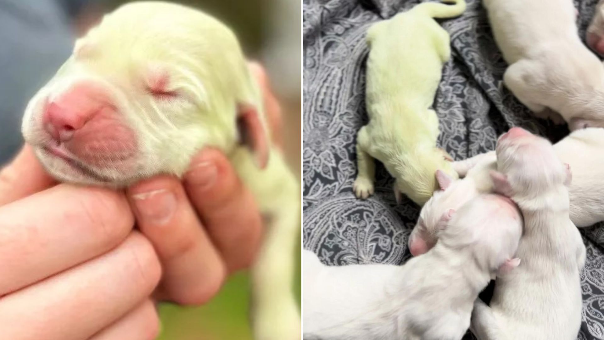 This Goldie Puppy Was Born With Unique Coat Color And Became Popular Pretty Fast