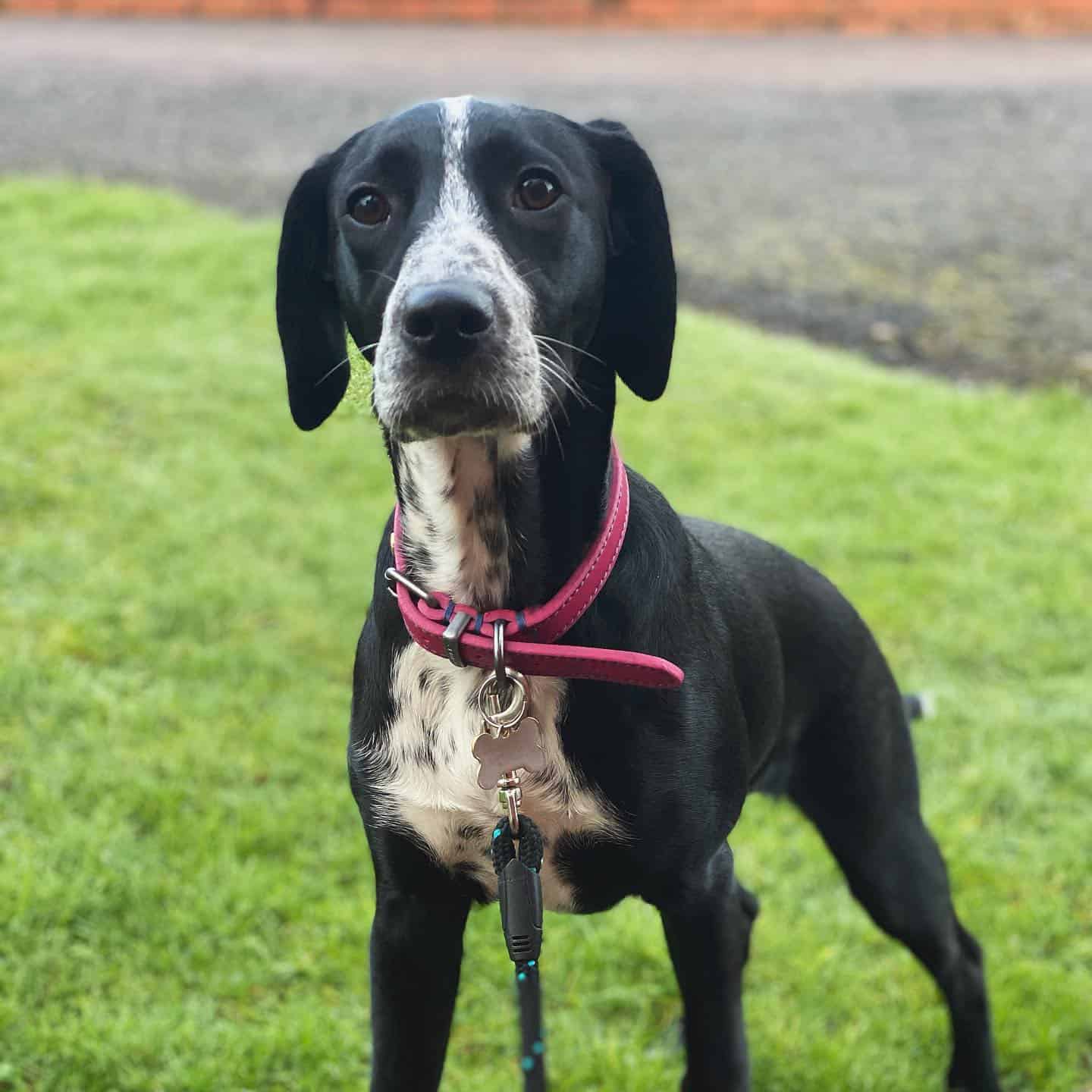 goldmation with cute brown eyes