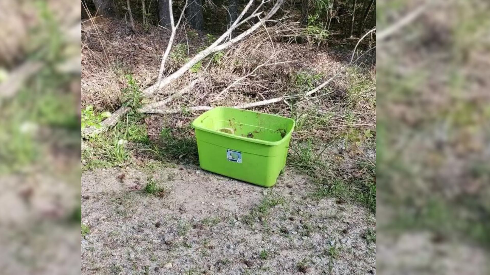 What These Rescuers Found In A Mysterious Green Box Near The Woods Will Shock You